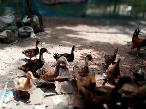 Native Ducks 12 Pieces