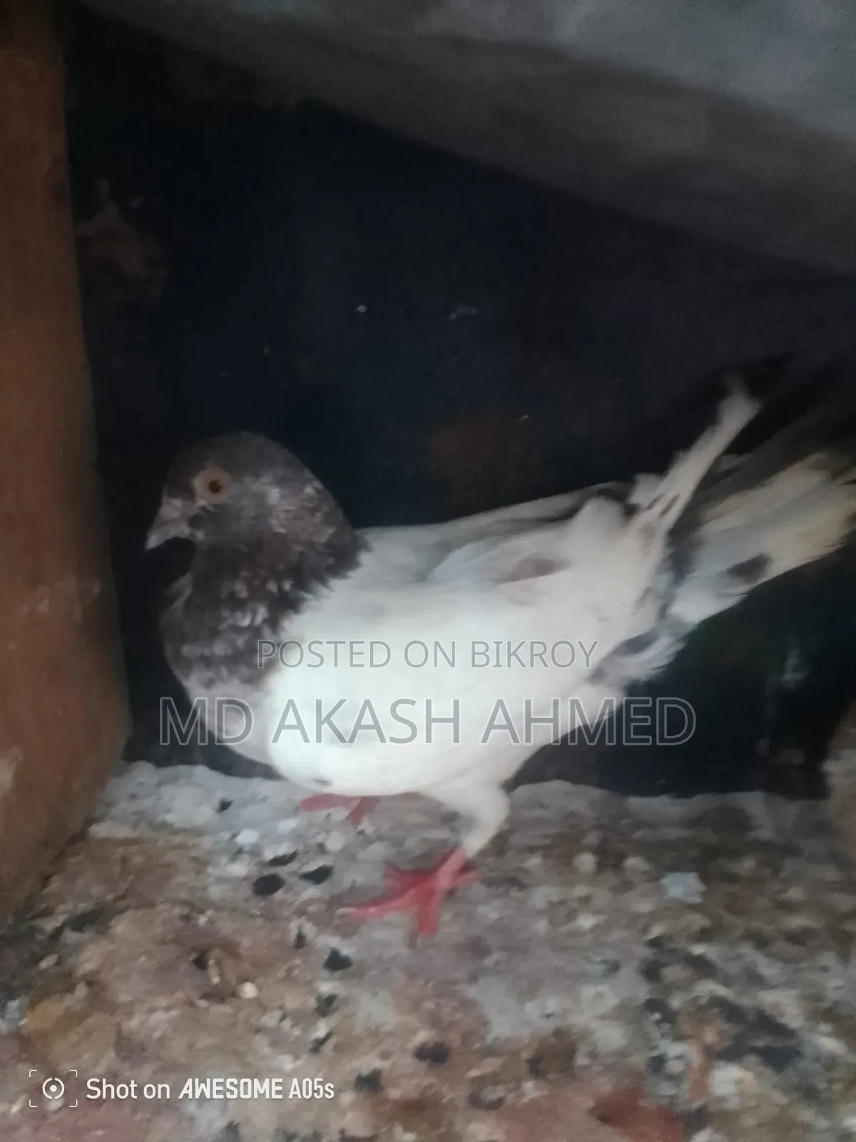 Running Female Pigeon