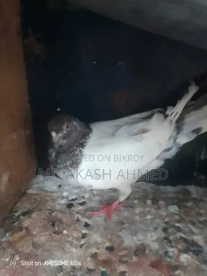 Running Female Pigeon