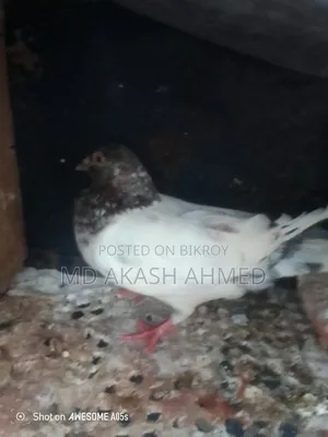 Running Female Pigeon