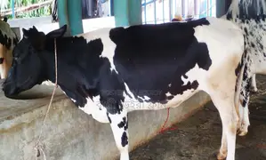 ১৫৬৬ নং বকনা গরু ।