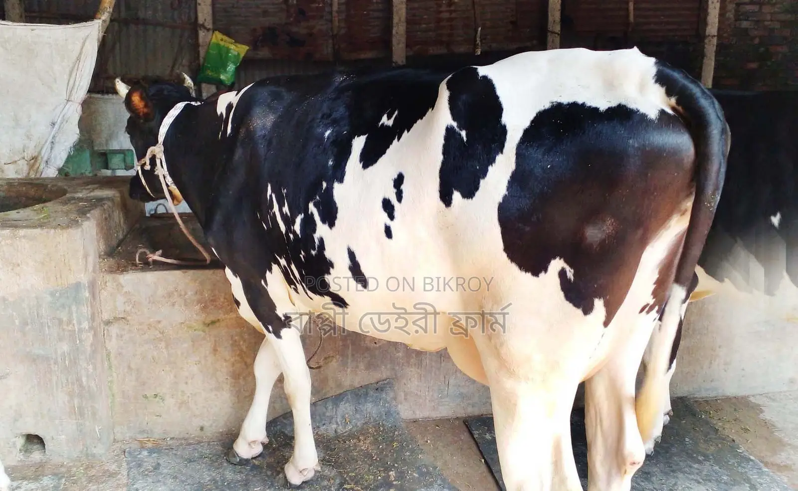 ১৫৬৭নং উন্নত জাতের গাভী গরু ।