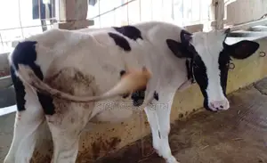 ১৭৬৮ নং বকনা গরু কিনুন ।