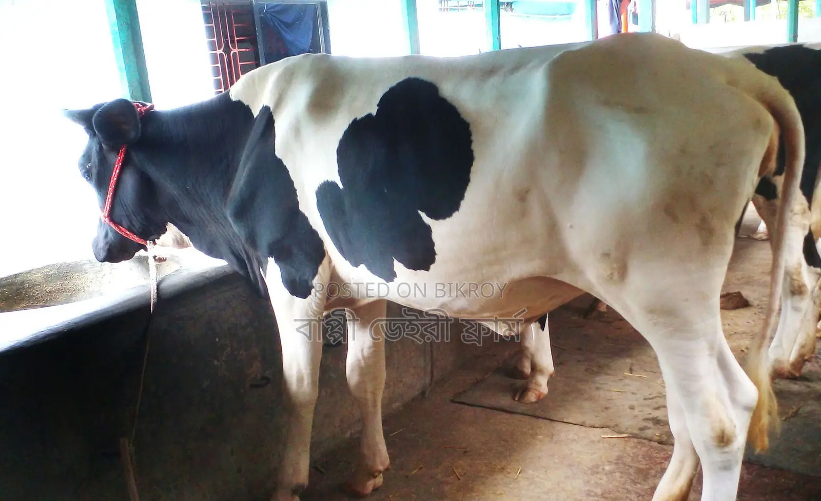 ১৫৬৯ নং বকনা গরু উন্নত জাতের ।