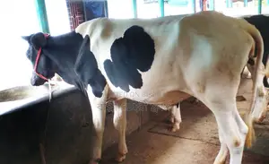 ১৫৬৯ নং বকনা গরু উন্নত জাতের ।