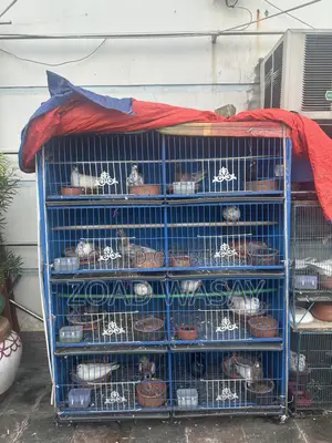 Pigeons for sale