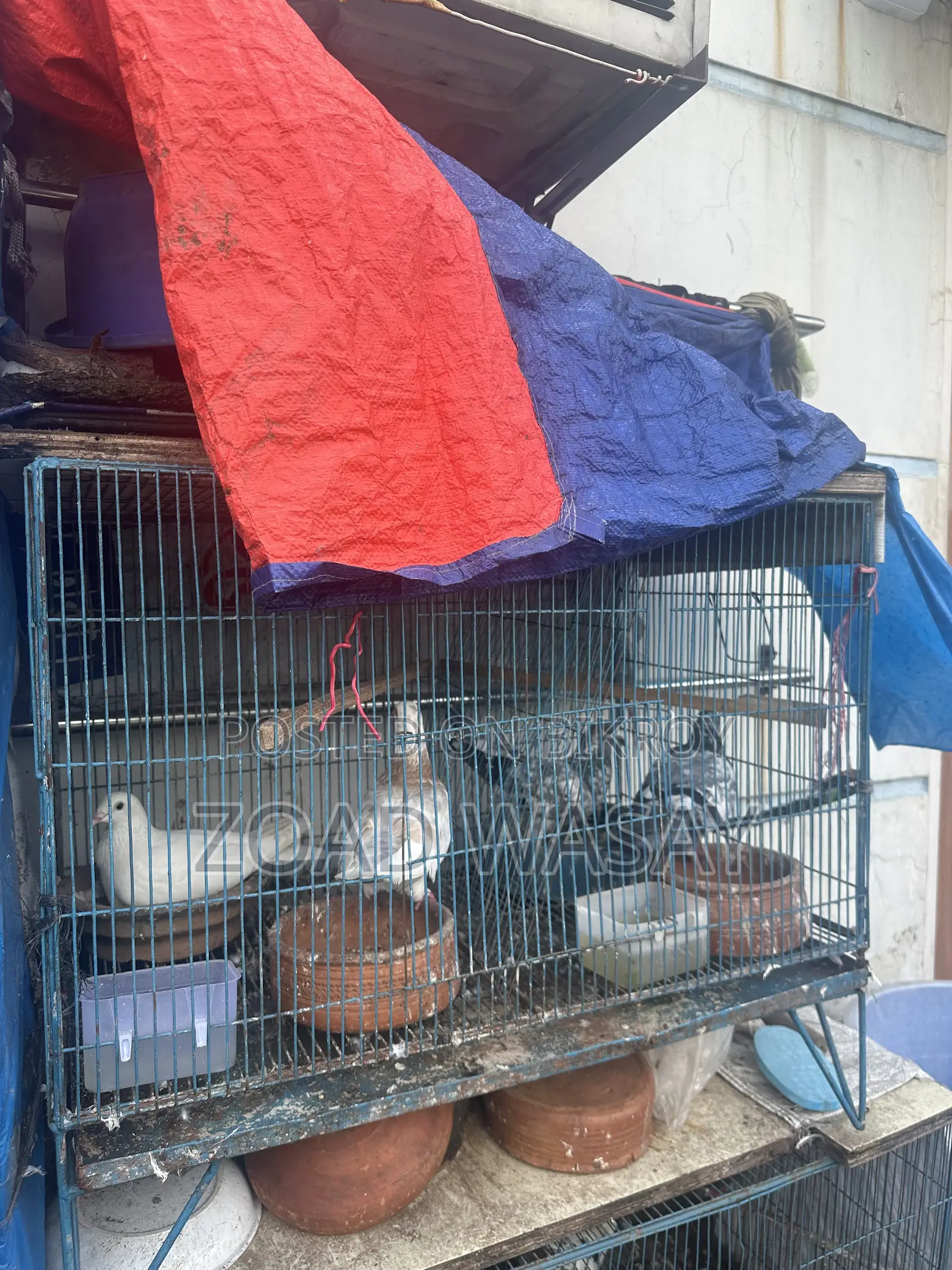 Pigeons for sale