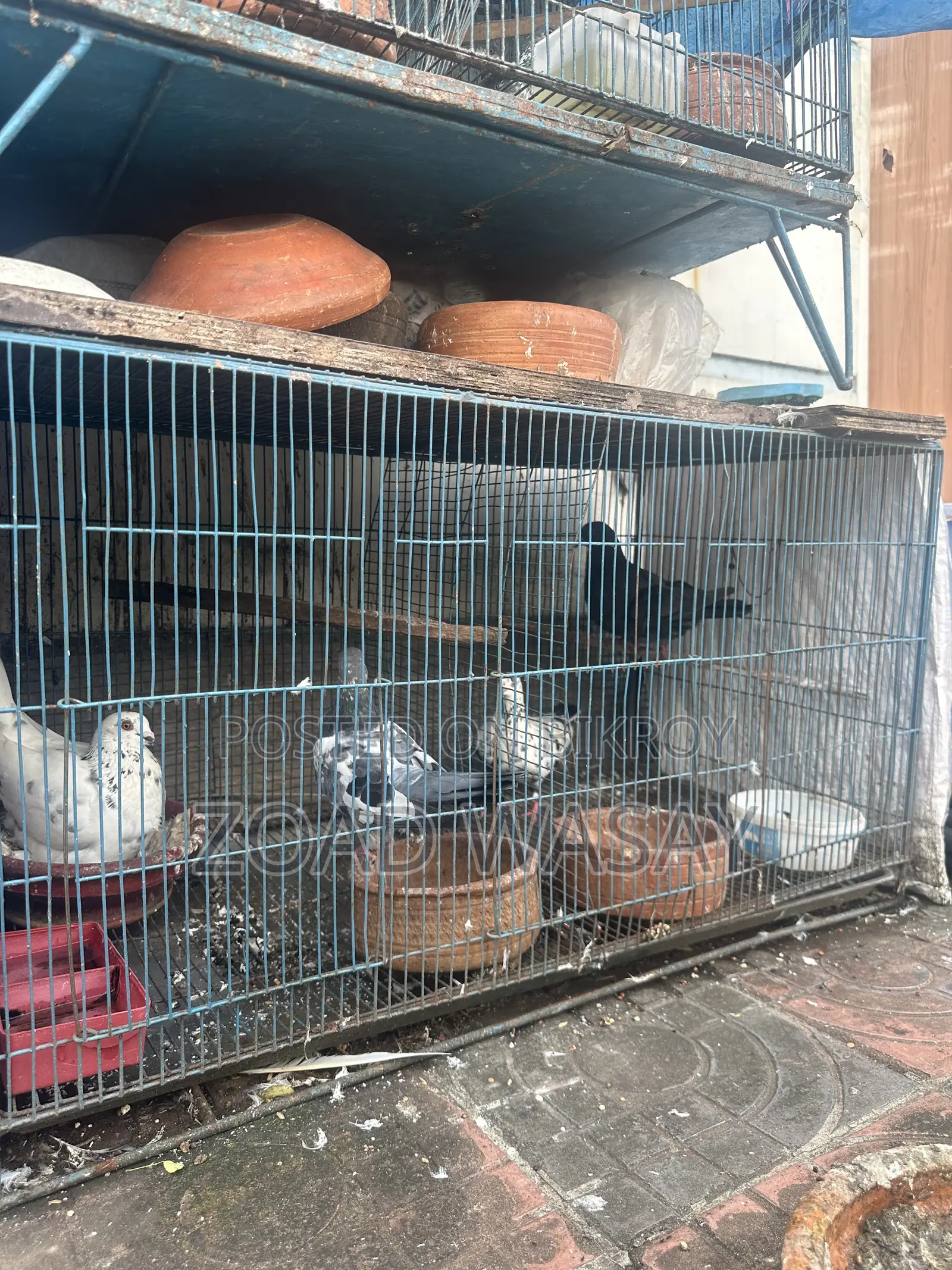 Pigeons for sale