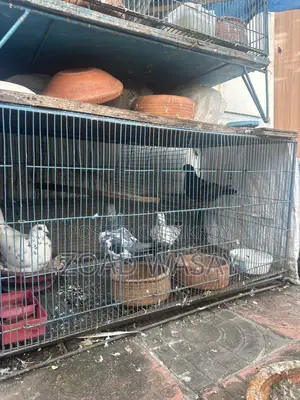 Pigeons for sale