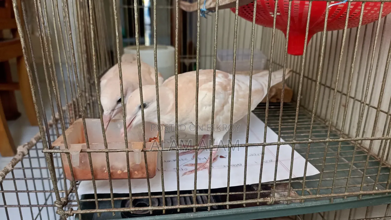 Dove Bird (3 Months)
