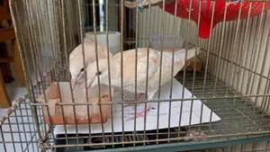 Dove Bird (3 Months)