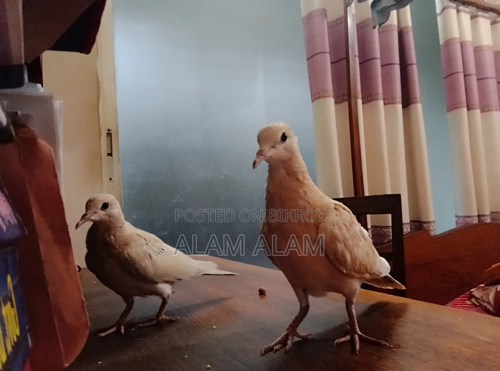 Dove Bird (3 Months)