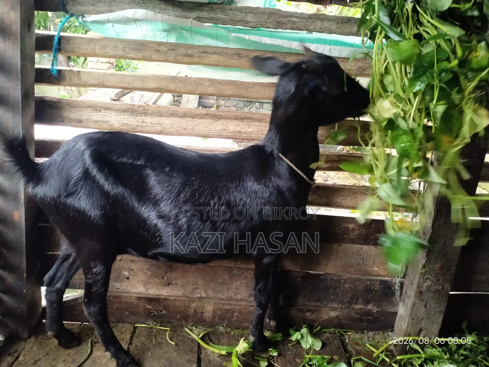 একটি দেশী ছাগল বিক্রি হবে