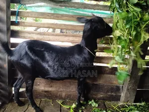 একটি দেশী ছাগল বিক্রি হবে