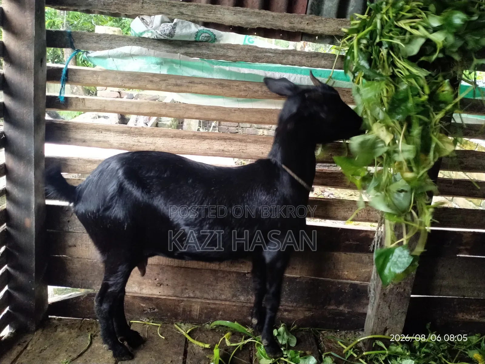 একটি দেশী ছাগল বিক্রি হবে
