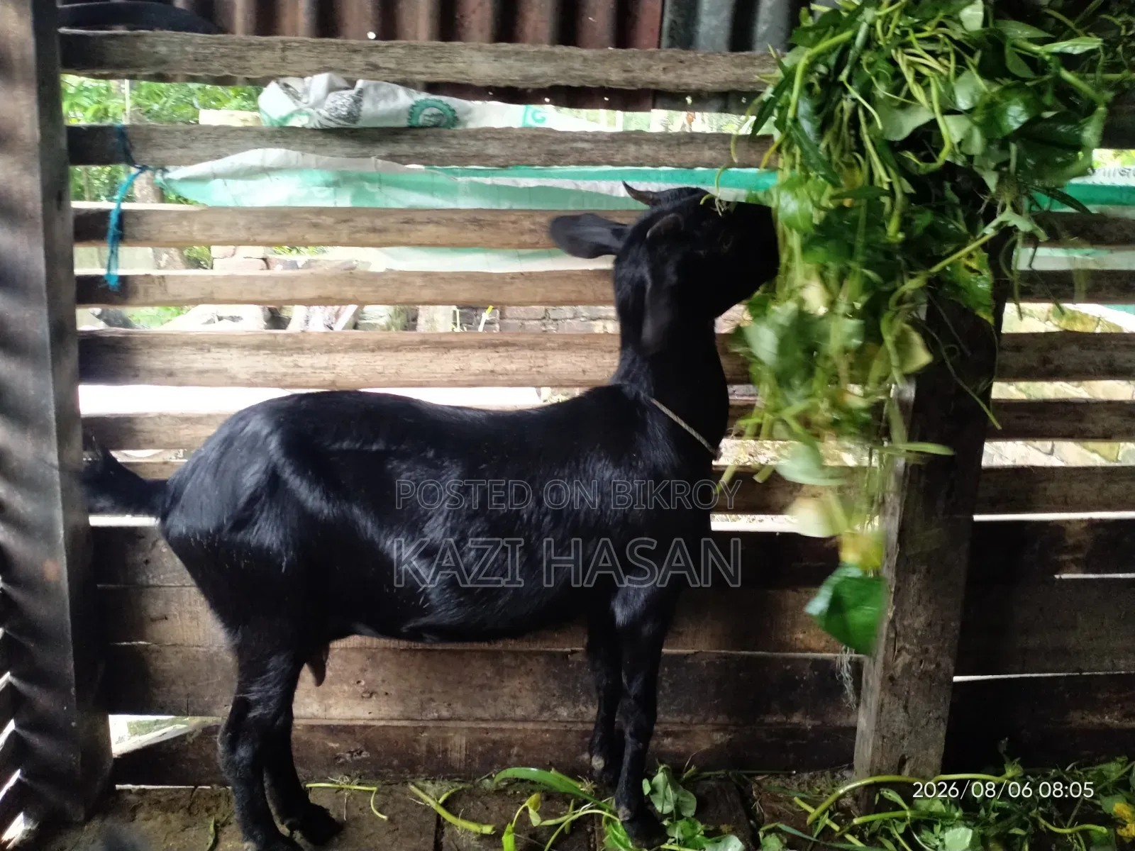 একটি দেশী ছাগল বিক্রি হবে