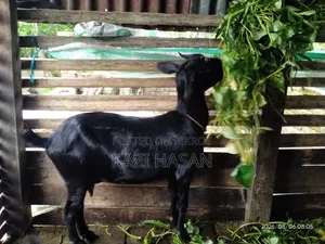 একটি দেশী ছাগল বিক্রি হবে