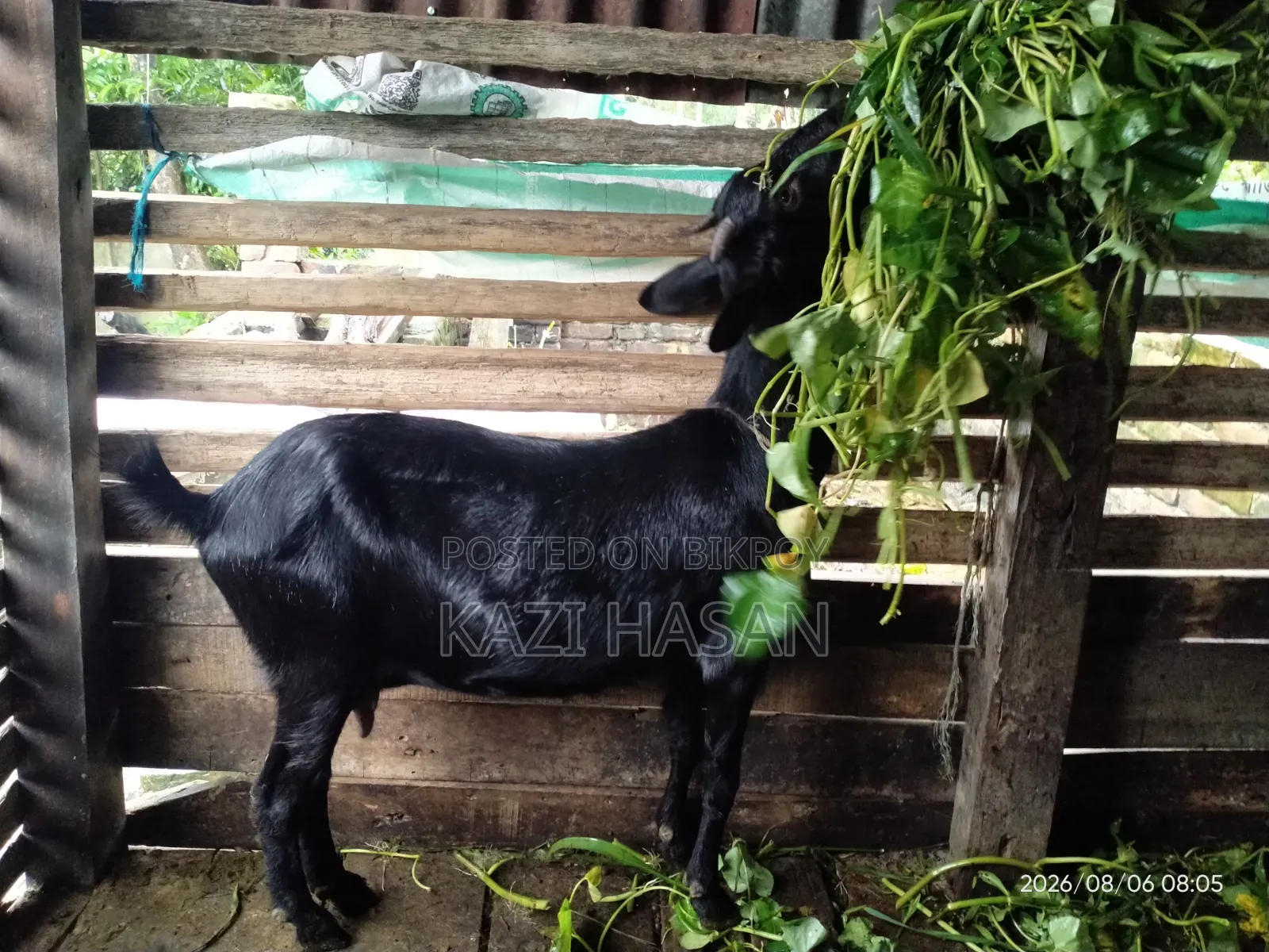 একটি দেশী ছাগল বিক্রি হবে