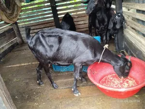 একটি দেশী ছাগল বিক্রি হবে