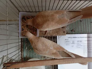 Dove Bird (3 Months)