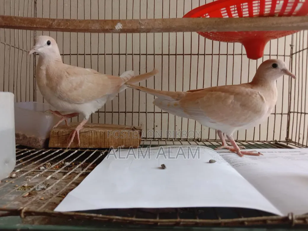 Dove Bird (3 Months)