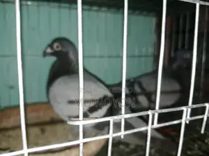 Two pairs of Huma pigeons