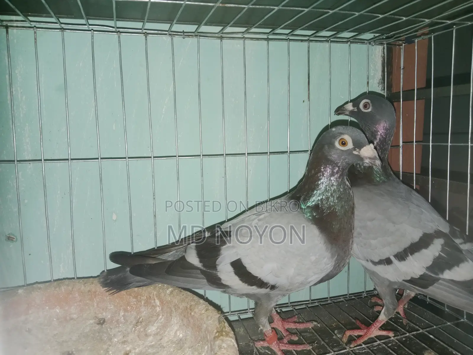 Two pairs of Huma pigeons