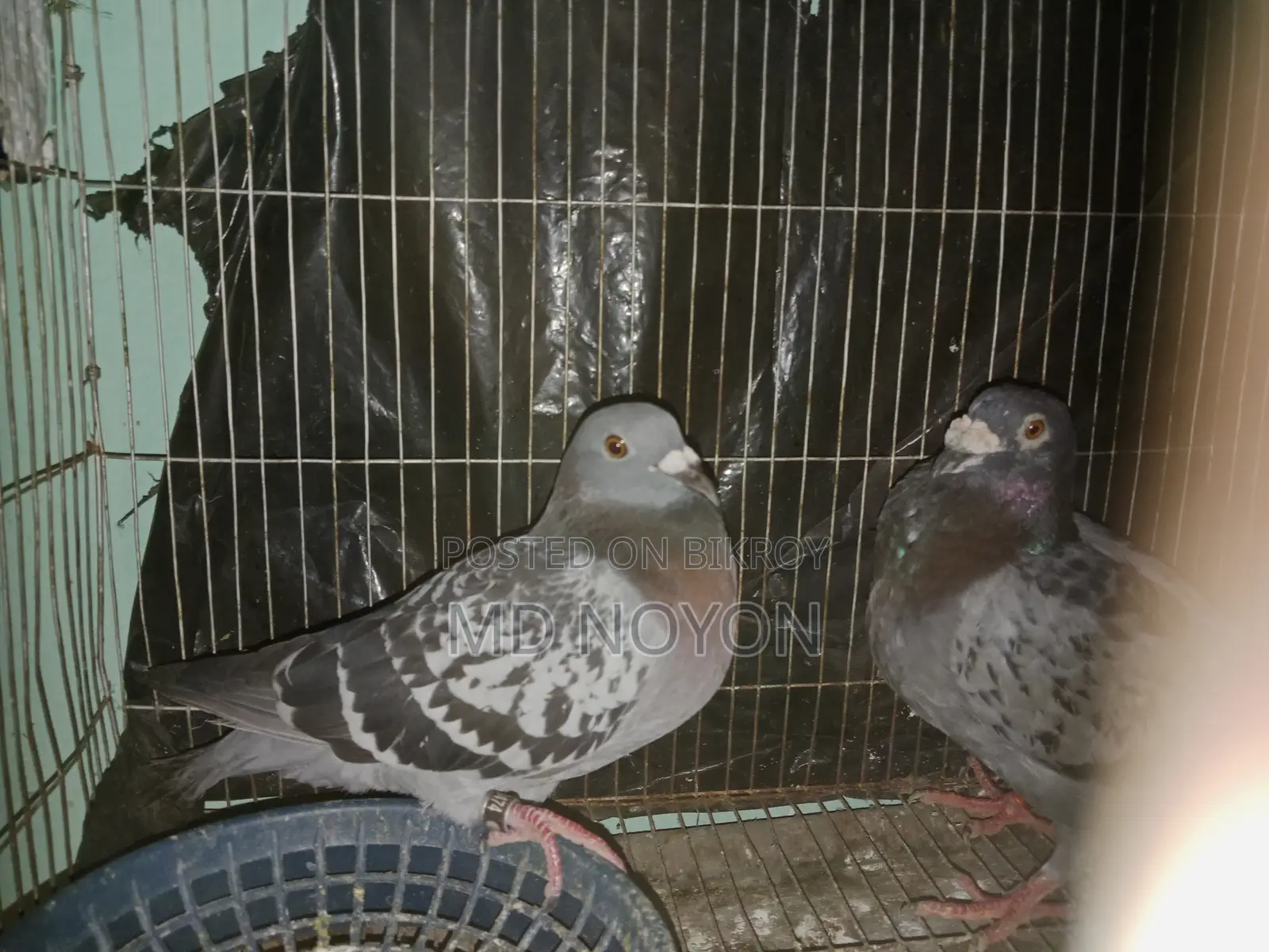 Two pairs of Huma pigeons