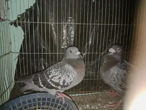 Two pairs of Huma pigeons