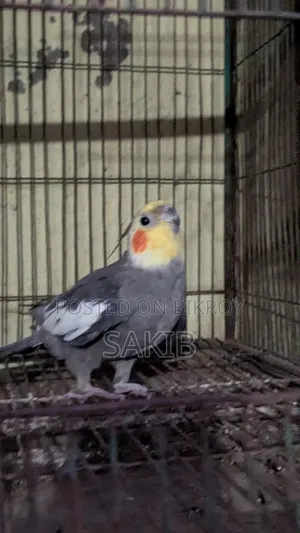 ককটেল পাখি