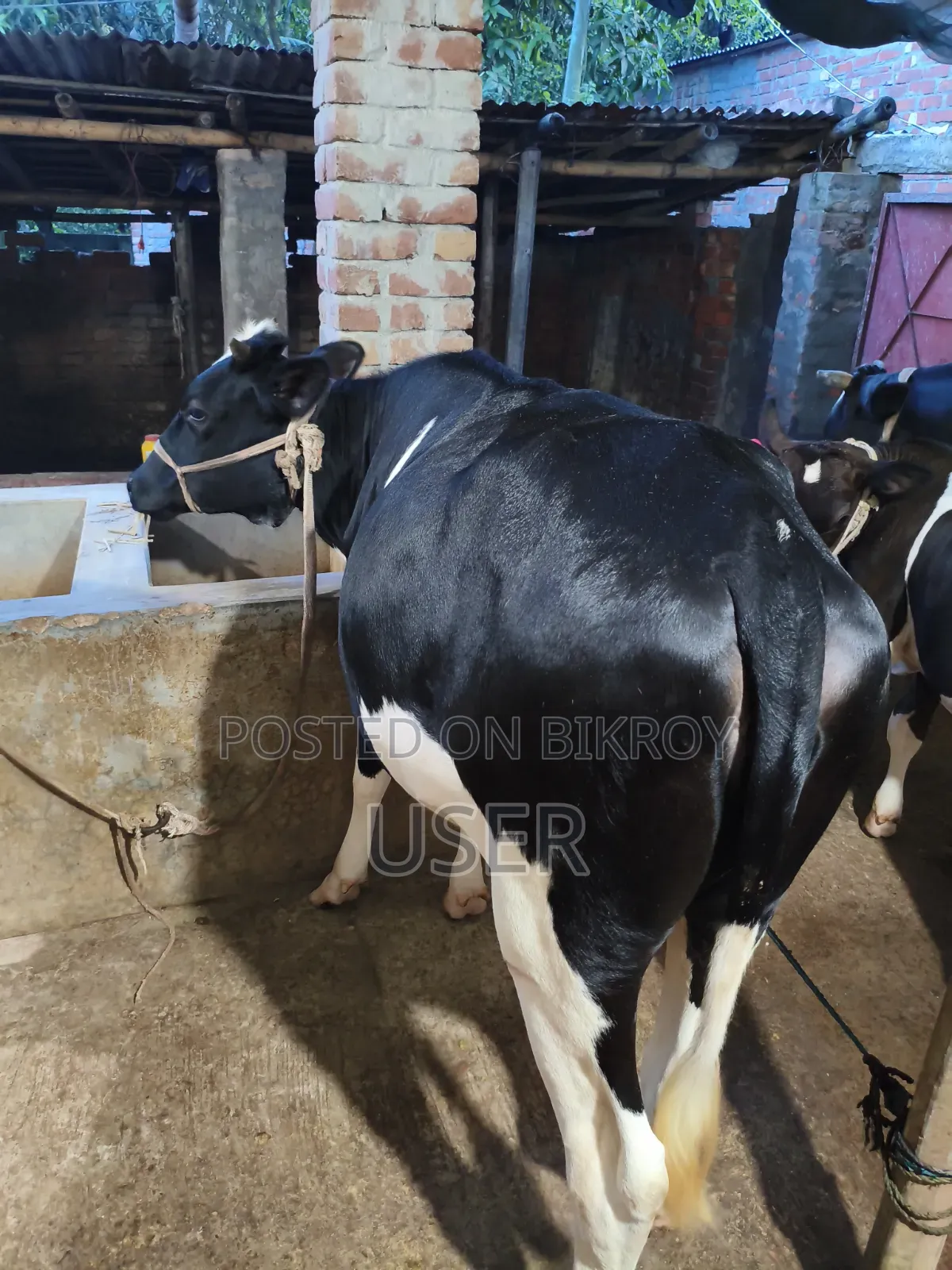 প্রেগন্যান্ট বকনা ৪ মাস রানিং