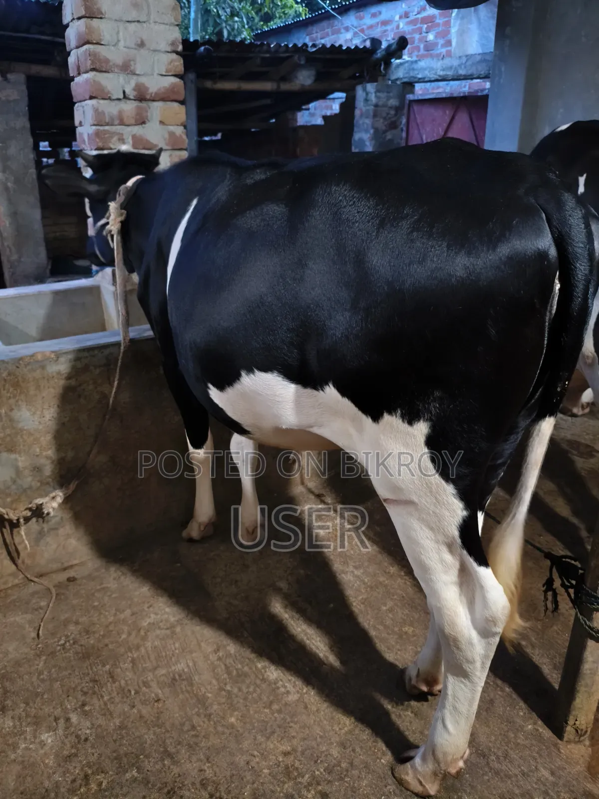 প্রেগন্যান্ট বকনা ৪ মাস রানিং