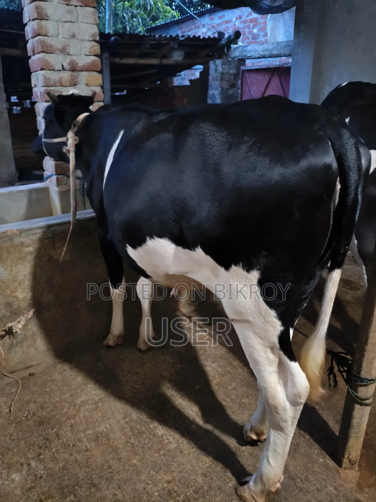 প্রেগন্যান্ট বকনা ৪ মাস রানিং
