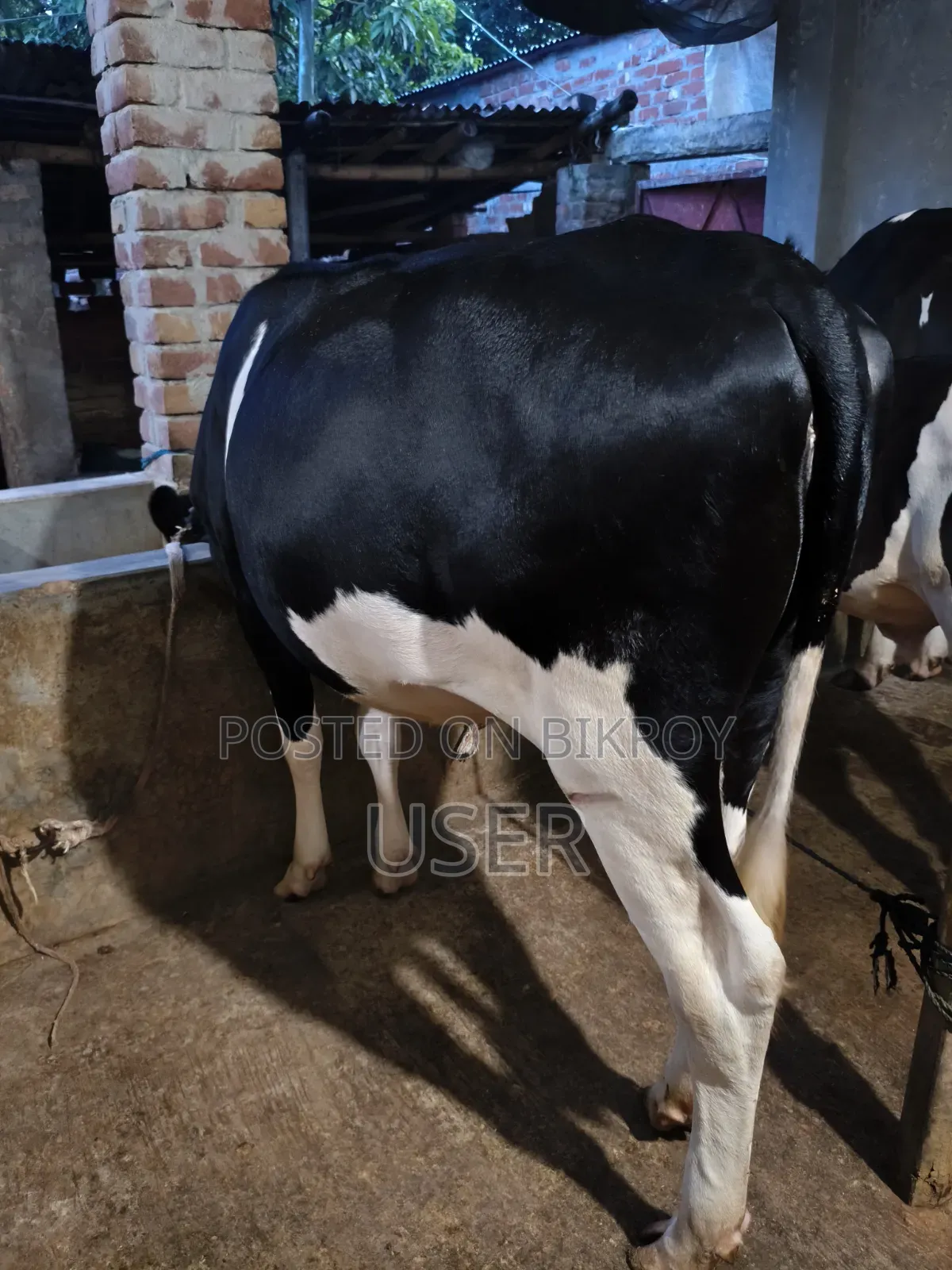 প্রেগন্যান্ট বকনা ৪ মাস রানিং