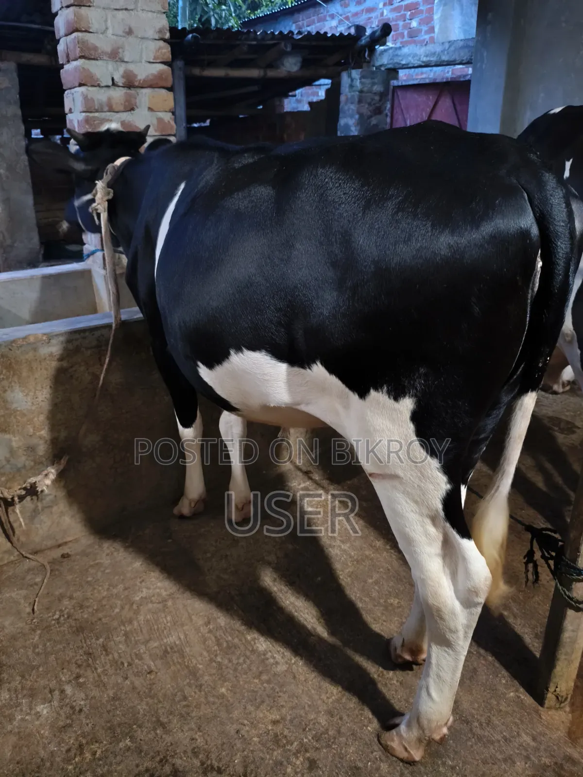 প্রেগন্যান্ট বকনা ৪ মাস রানিং