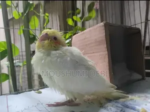 লুটিনো রেড আই টেম সাইজ ককাটেল বেবি বার্ড
