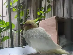 লুটিনো রেড আই টেম সাইজ ককাটেল বেবি বার্ড