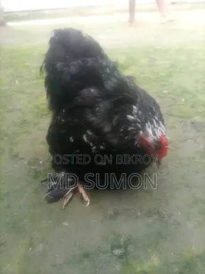 কালো মলটিন কোচিং মুরগী বিক্রি হবে