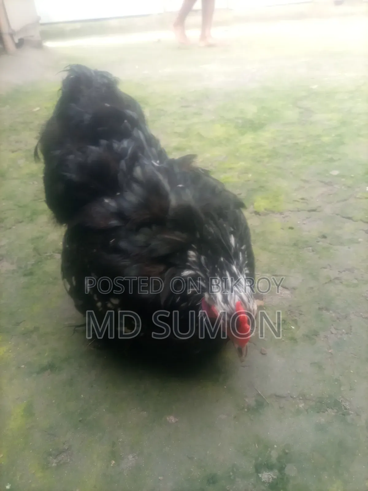 কালো মলটিন কোচিং মুরগী বিক্রি হবে