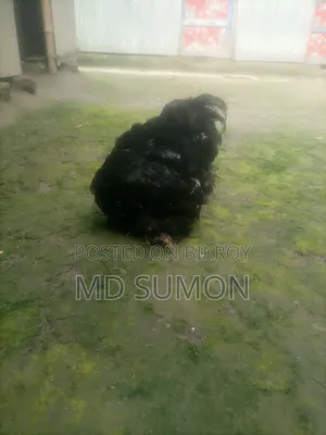 কালো মলটিন কোচিং মুরগী বিক্রি হবে