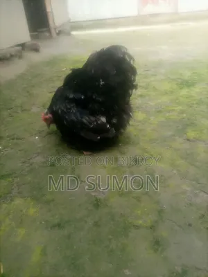 কালো মলটিন কোচিং মুরগী বিক্রি হবে
