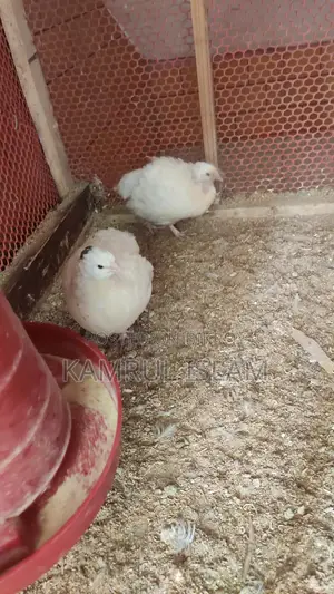 Giant White Coturnix Quail Running
