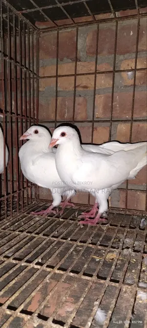 White Sabzi Homing Pigeon (Pair)