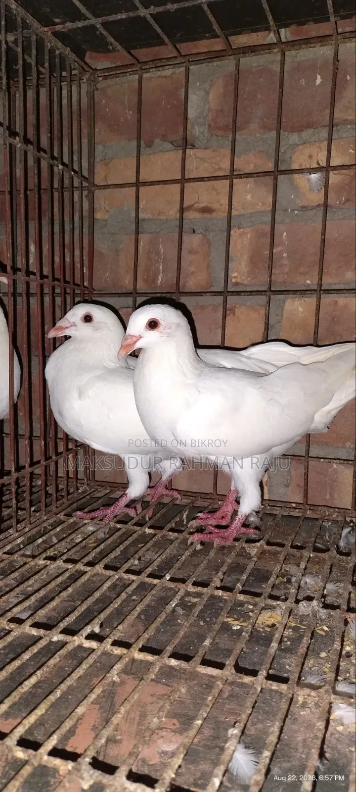 White Sabzi Homing Pigeon (Pair)