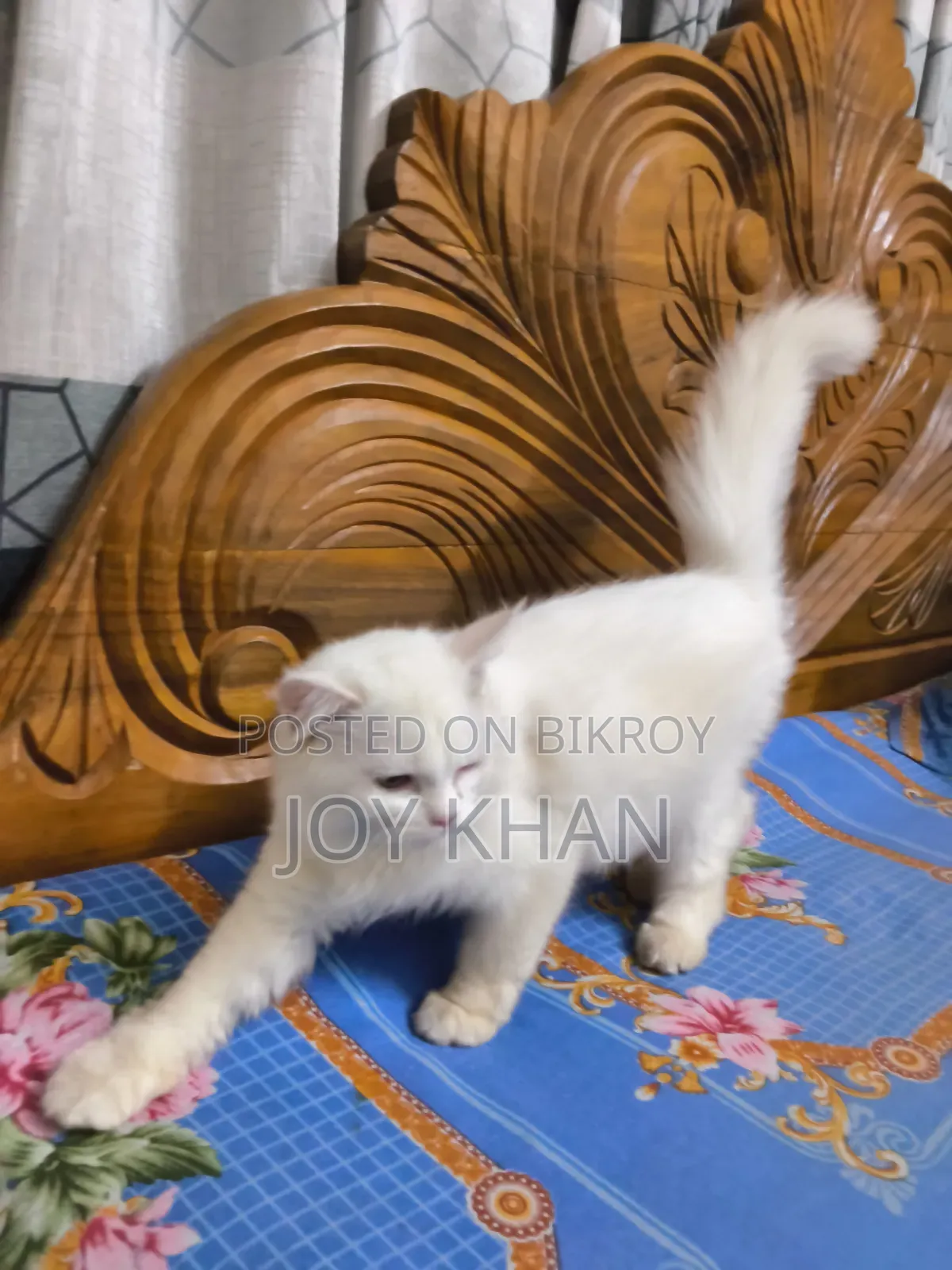 ১-৩ মাস বয়সী ফিমেল পিউরব্রেড পারসিয়ান