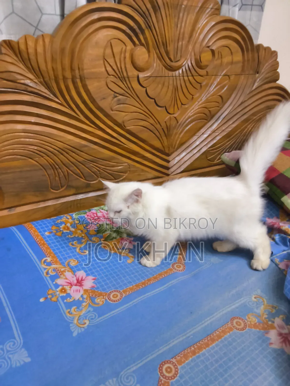 ১-৩ মাস বয়সী ফিমেল পিউরব্রেড পারসিয়ান