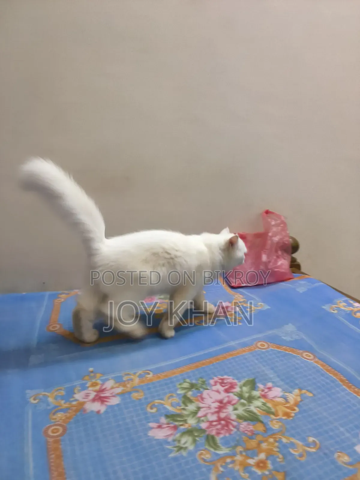 ১-৩ মাস বয়সী ফিমেল পিউরব্রেড পারসিয়ান