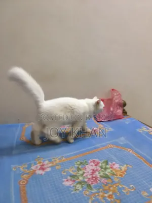 ১-৩ মাস বয়সী ফিমেল পিউরব্রেড পারসিয়ান