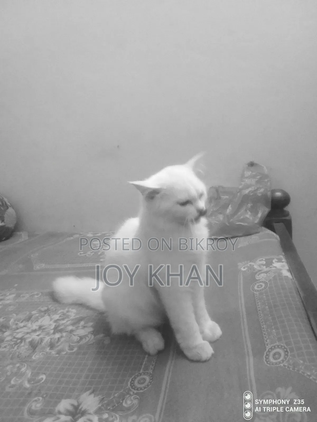 ১-৩ মাস বয়সী ফিমেল পিউরব্রেড পারসিয়ান