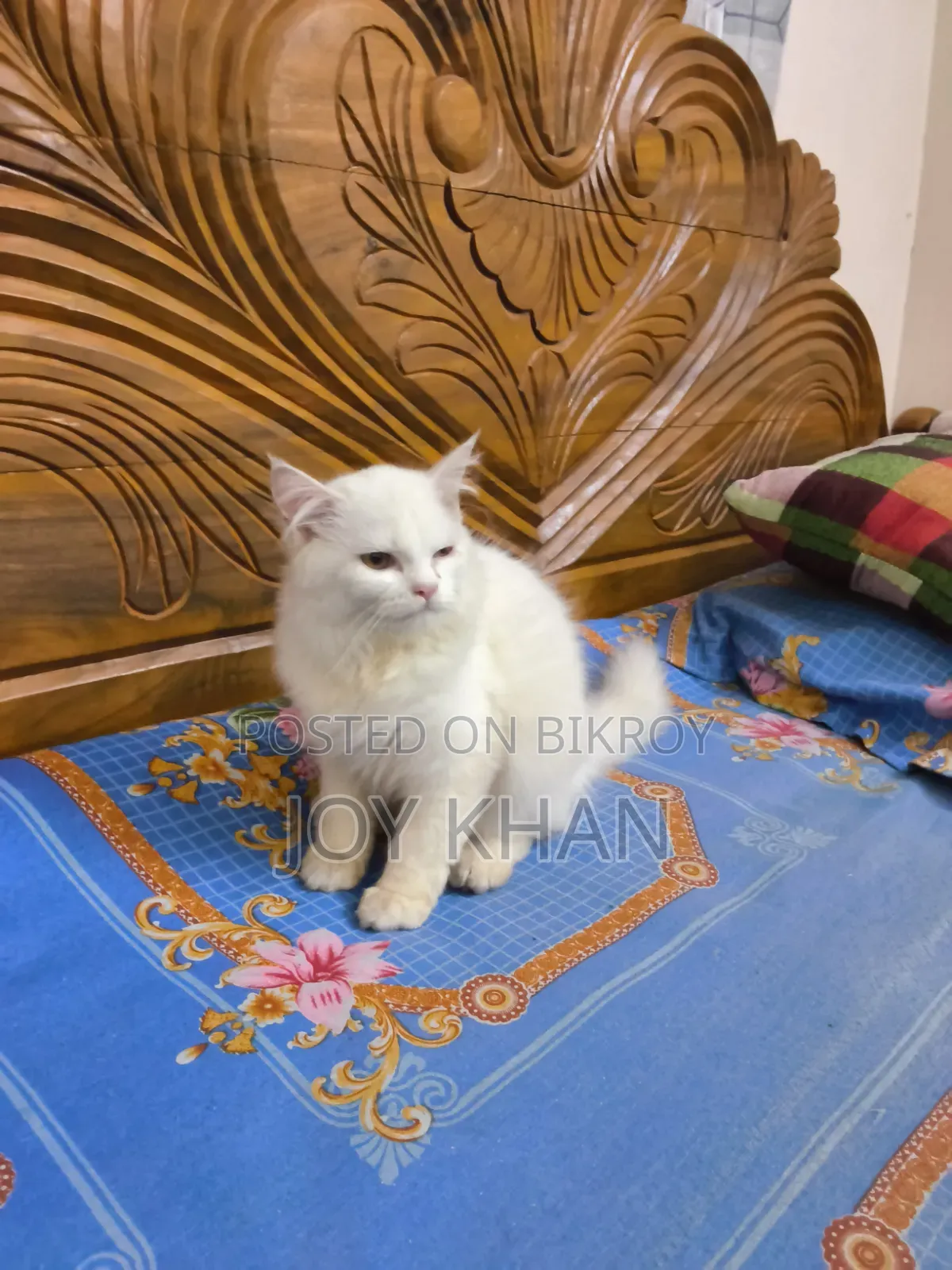 ১-৩ মাস বয়সী ফিমেল পিউরব্রেড পারসিয়ান